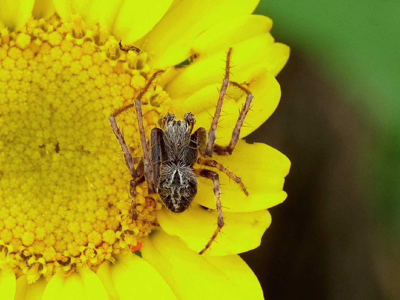 Maschio di Agalenatea redii - Tolfa (RM)